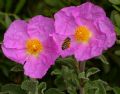 Cistus creticus subsp. eriocephalus